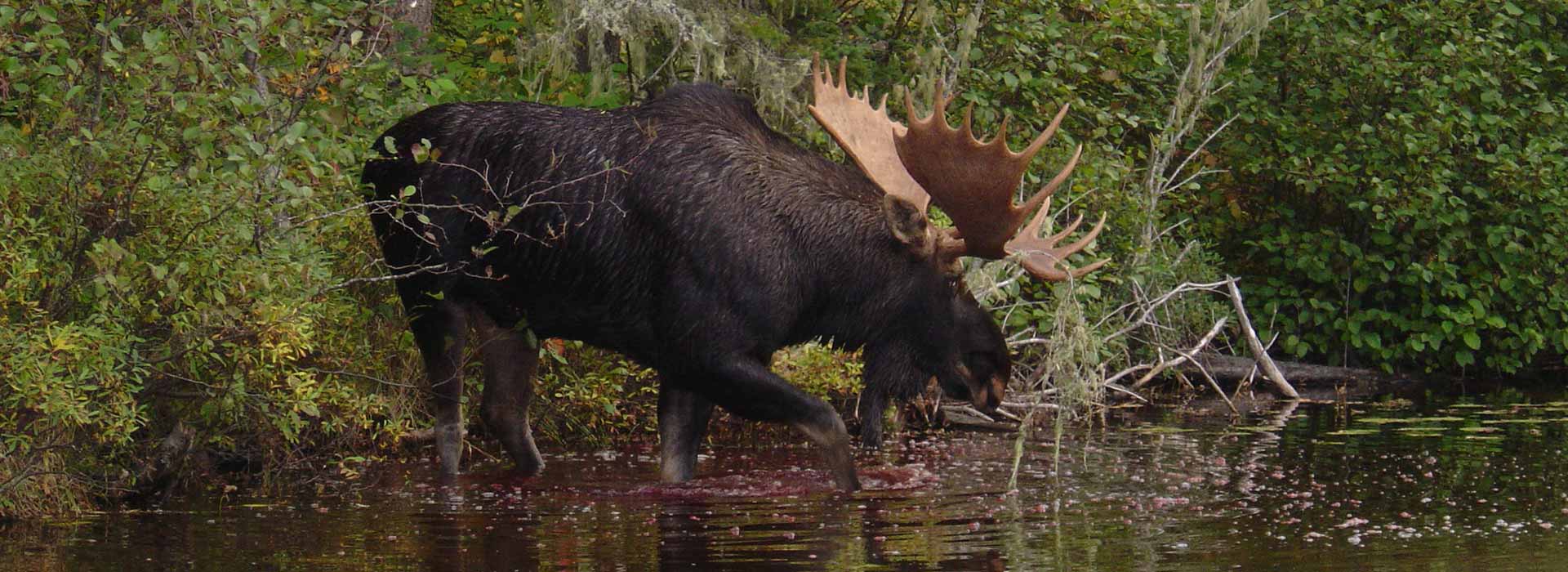 Northern Ontario Bear And Moose Hunting
