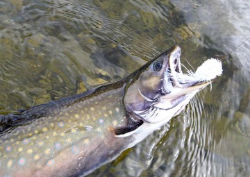 brook-trout-photo5