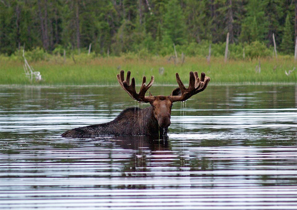 Mattice Lake Outfitters - Armstrong, Ontario Canada
