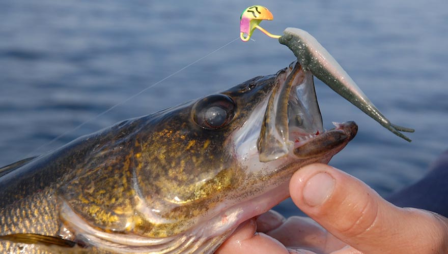 Try These Tactics for Shad Fishing - The Fishing Wire