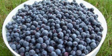 blueberries