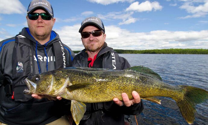 Walleye and Brook Trout Gold
