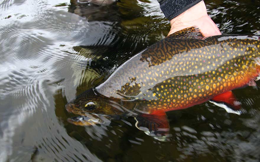algoma-country-brook-trout