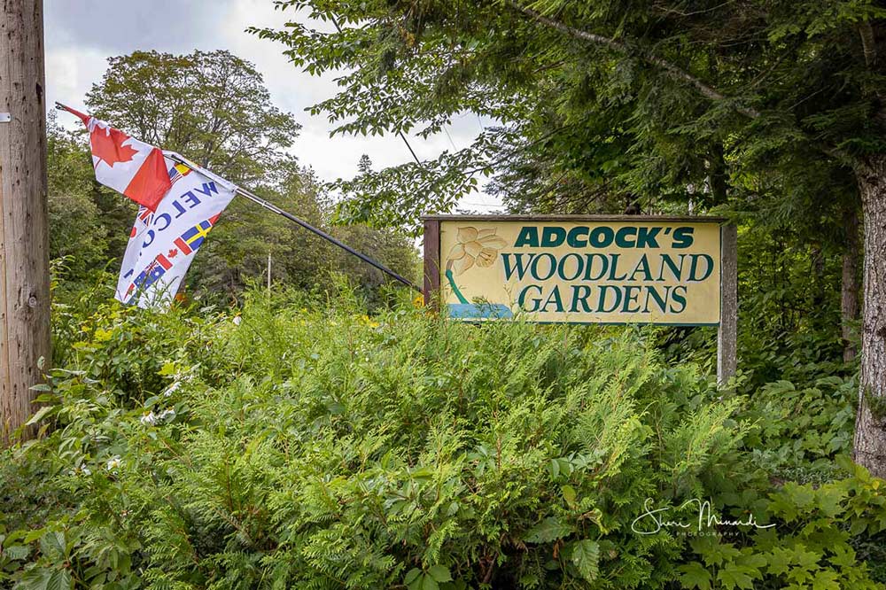 Adcocks-Woodland-Gardens-37