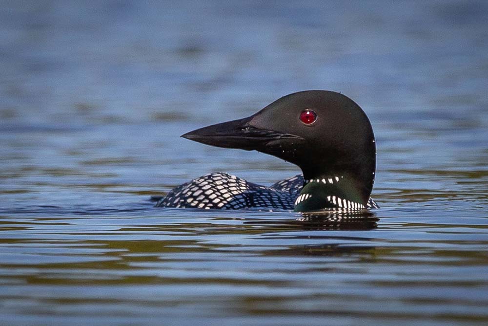 21-Loon-and-Looking-Left-June-23-2019