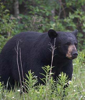 bear-hunting-profile