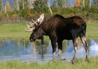 moose-hunting-photo3