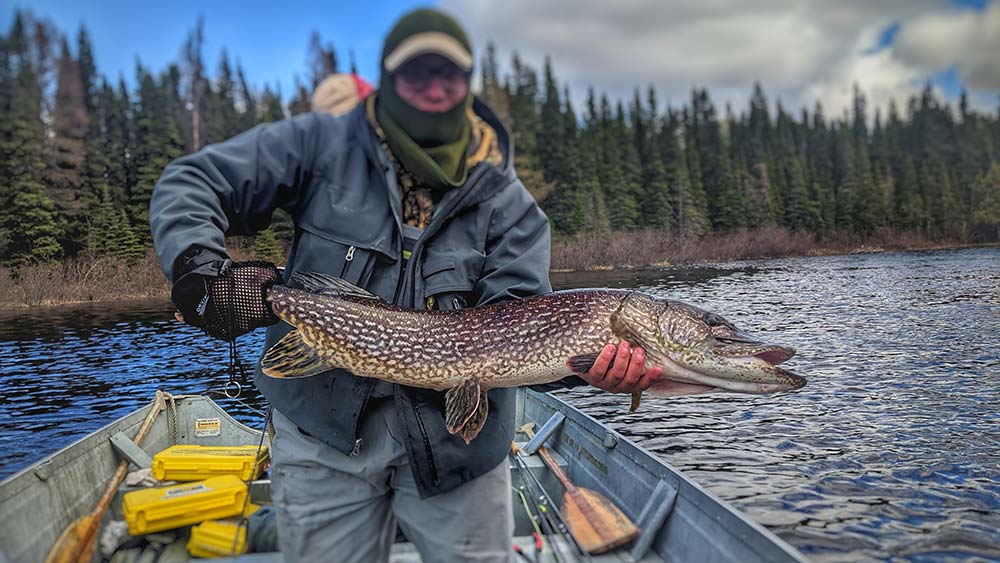 northern-pike-in-algoma-img-3