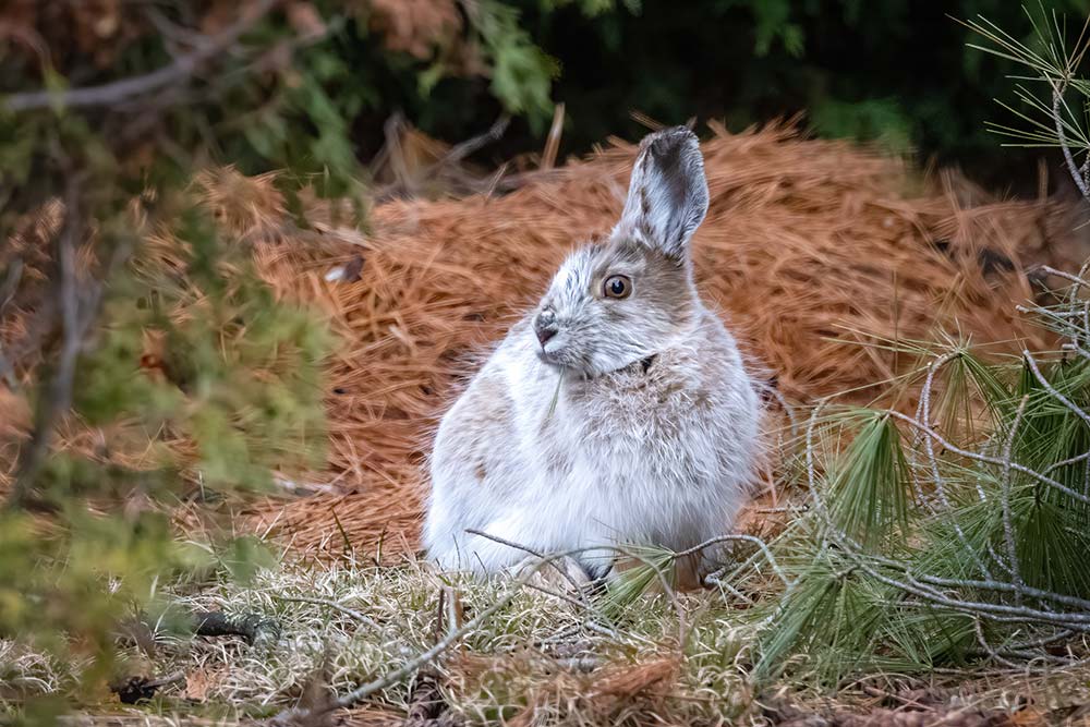 22-Snowshoe-Hare-in-Spring