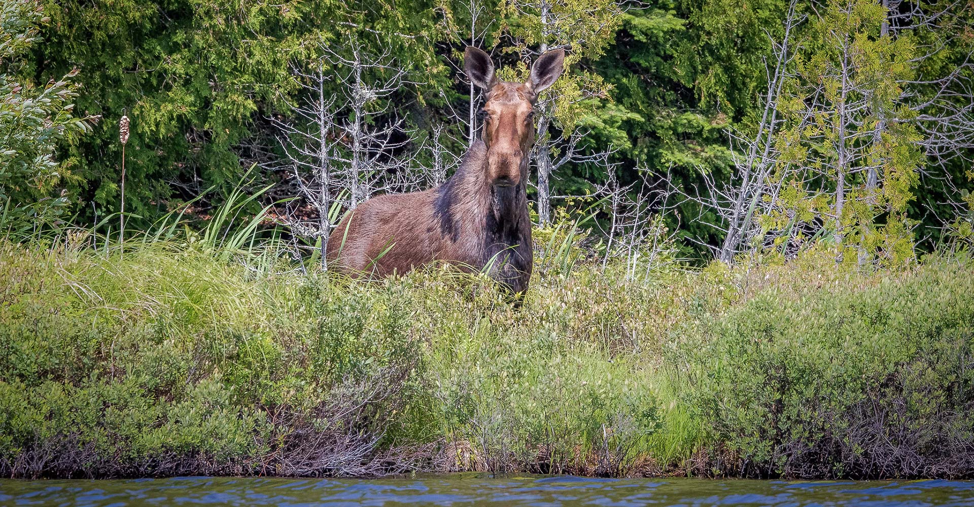 (pic-#6)-Moose-on-Shore-from-the-Kayak-header