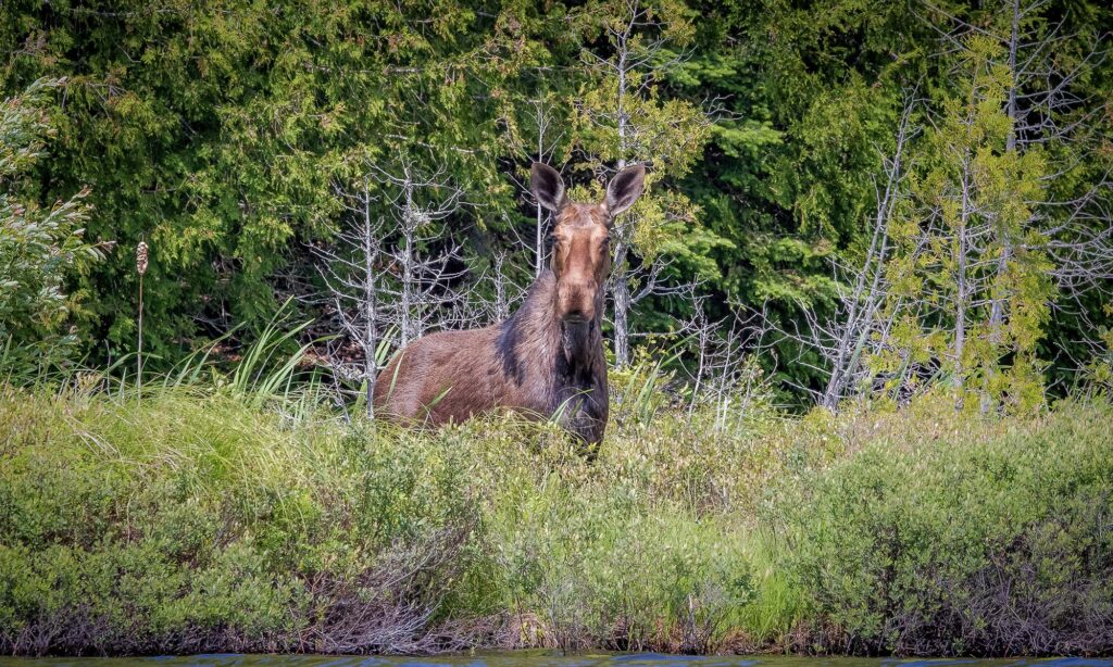 A Wildlife Photographer’s Paradise