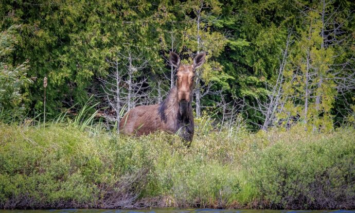 A Wildlife Photographer’s Paradise