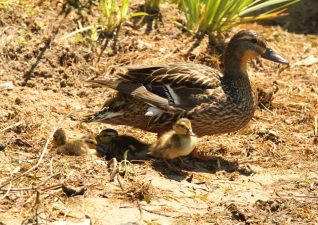 algoma-birdwatching-ducks-ducklings