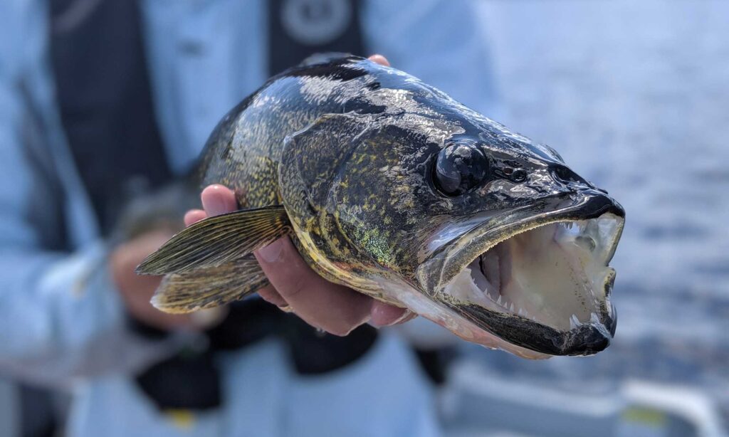 Walleye on the Fly in Algoma
