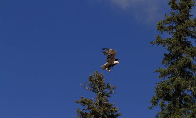 birdwatching-image