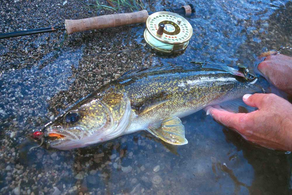 walleye fishing