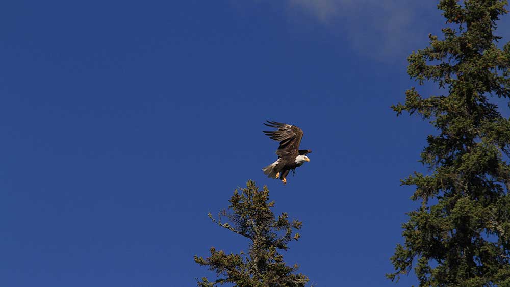 bald eagle in flight
