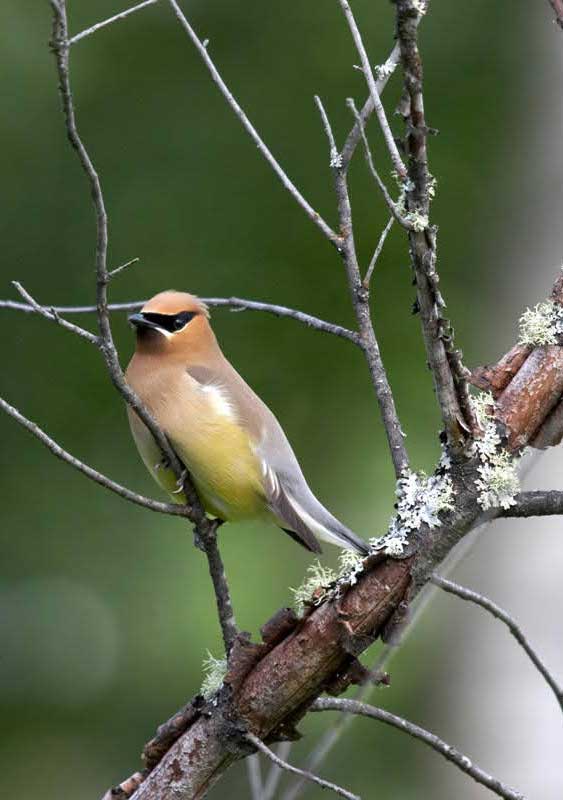 cedar waxwing