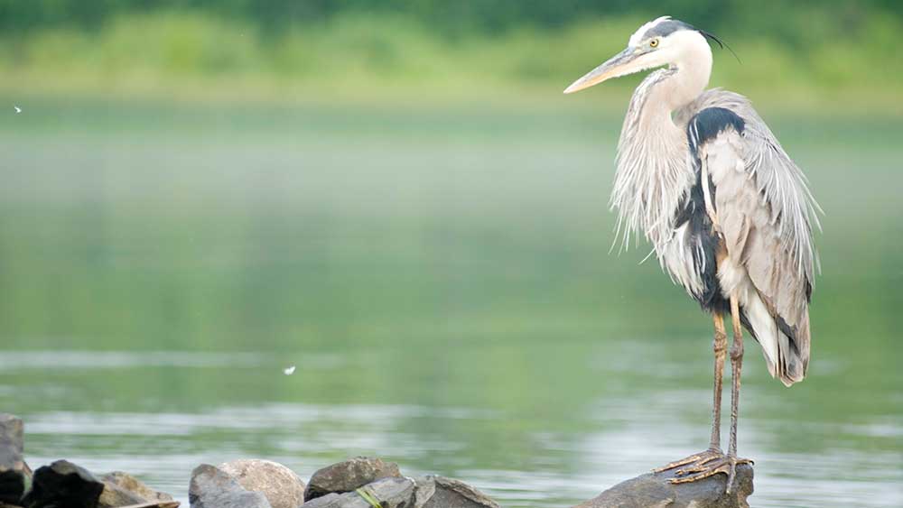 heron