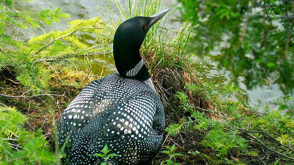 canadian loon