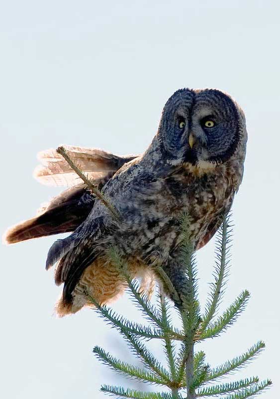 owl