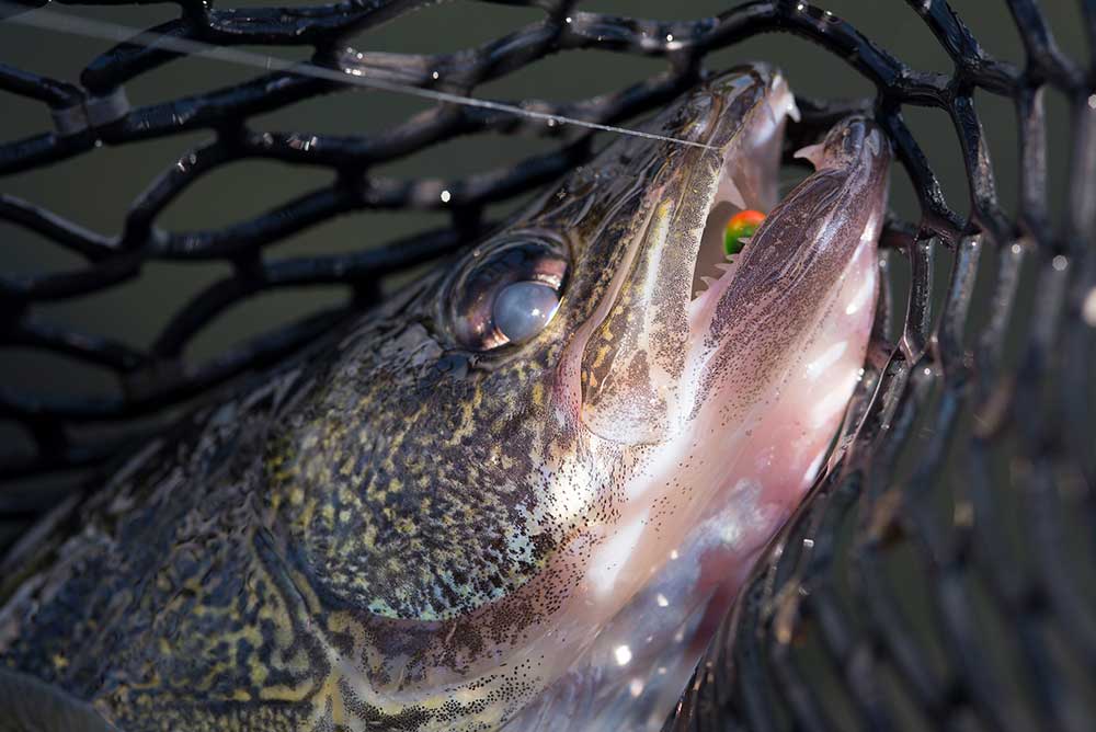 ontario walleye fishing