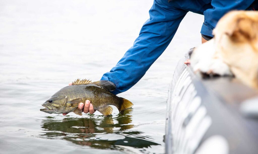 smallmouthbass-Algoma-BirchlandCottages