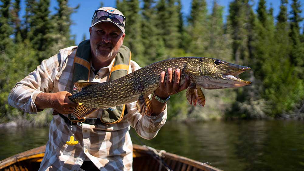 angler fishing northern pike