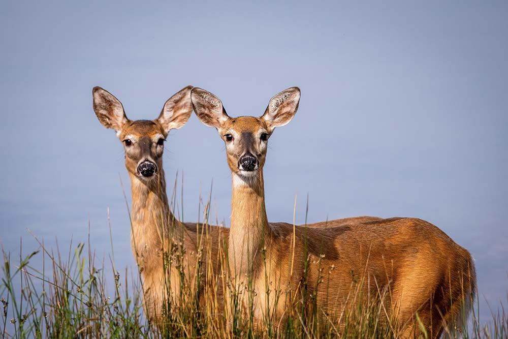 ontario deer