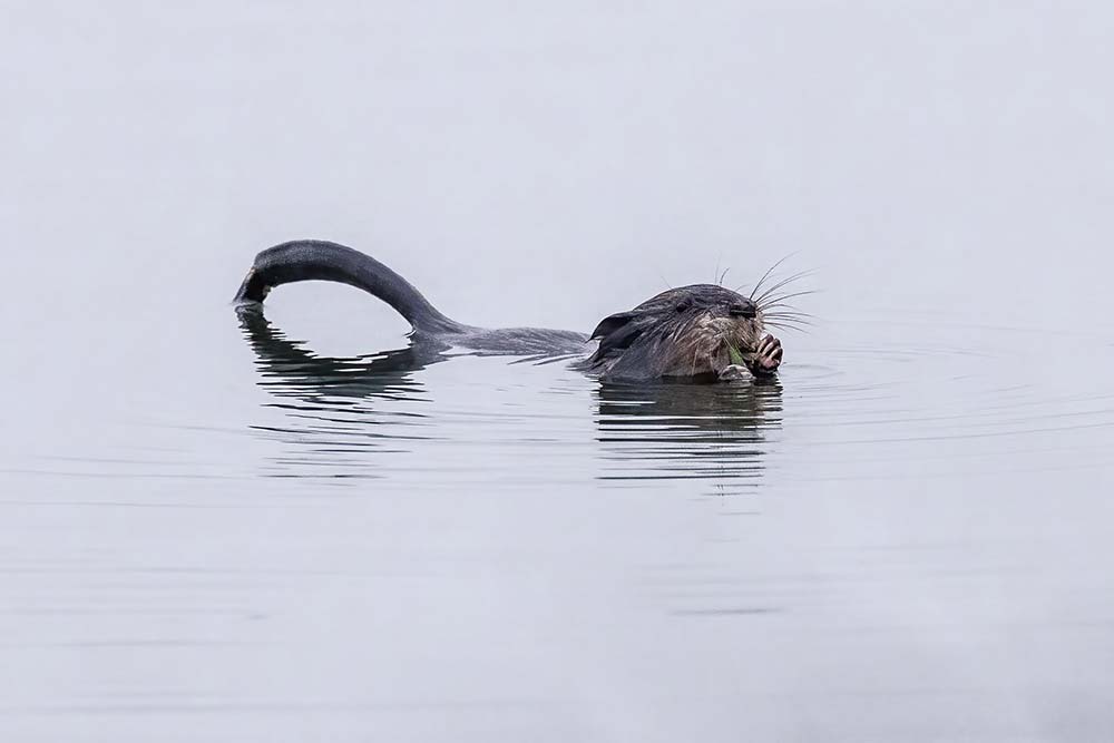 muskrat