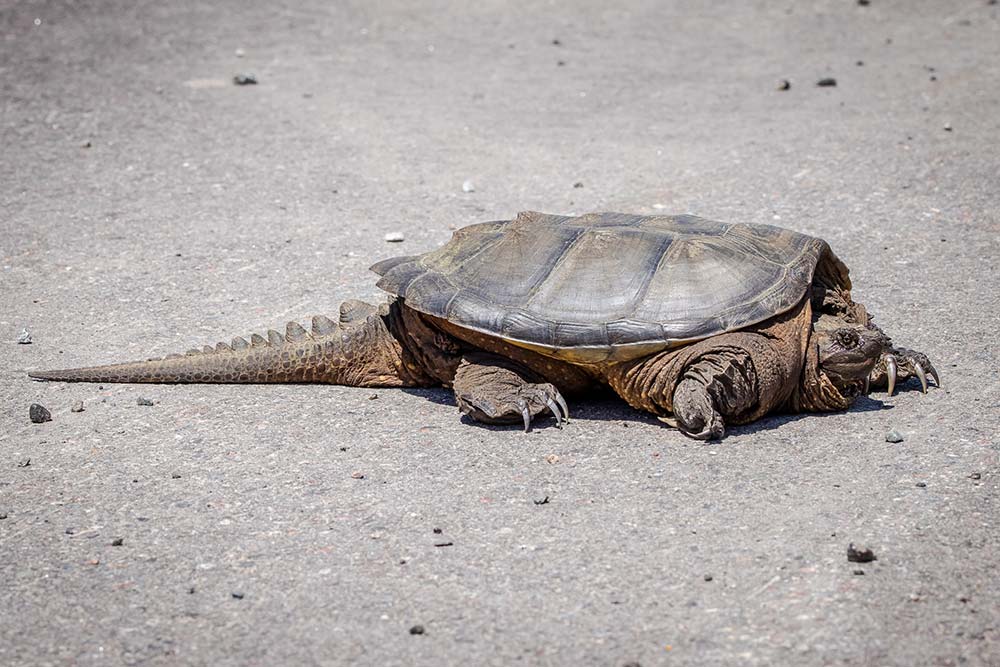 snapping turtle