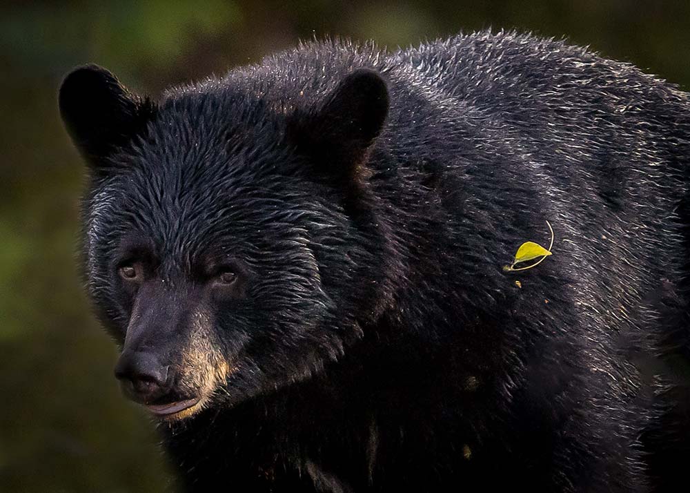 ontario black bear 