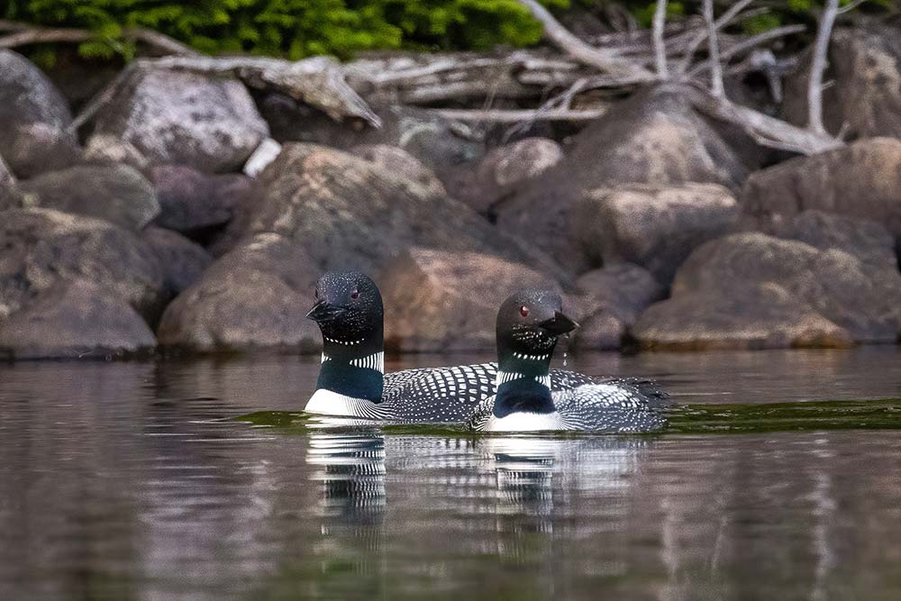 loons