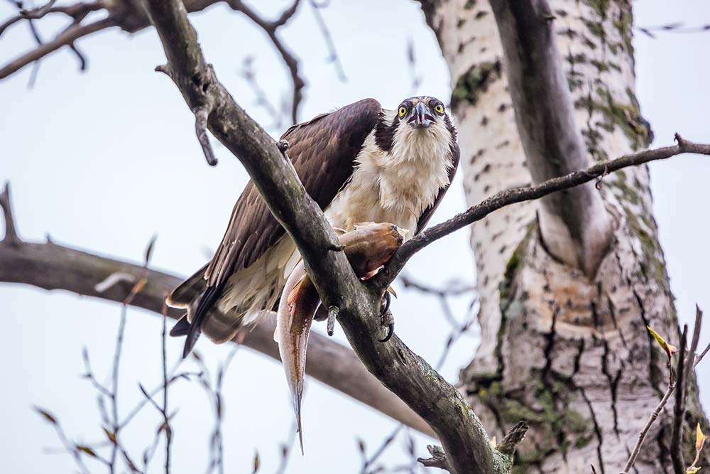 osprey