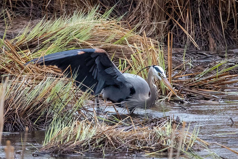 great blue heron