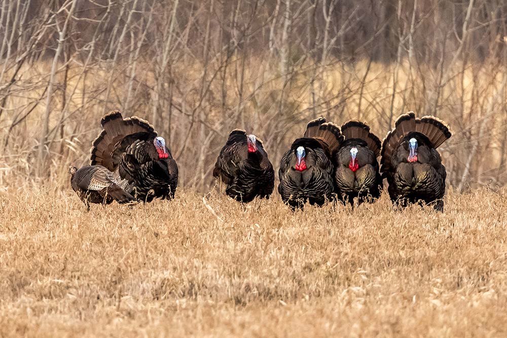 turkeys
