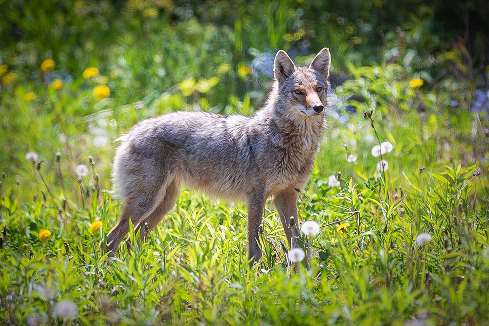 coyote