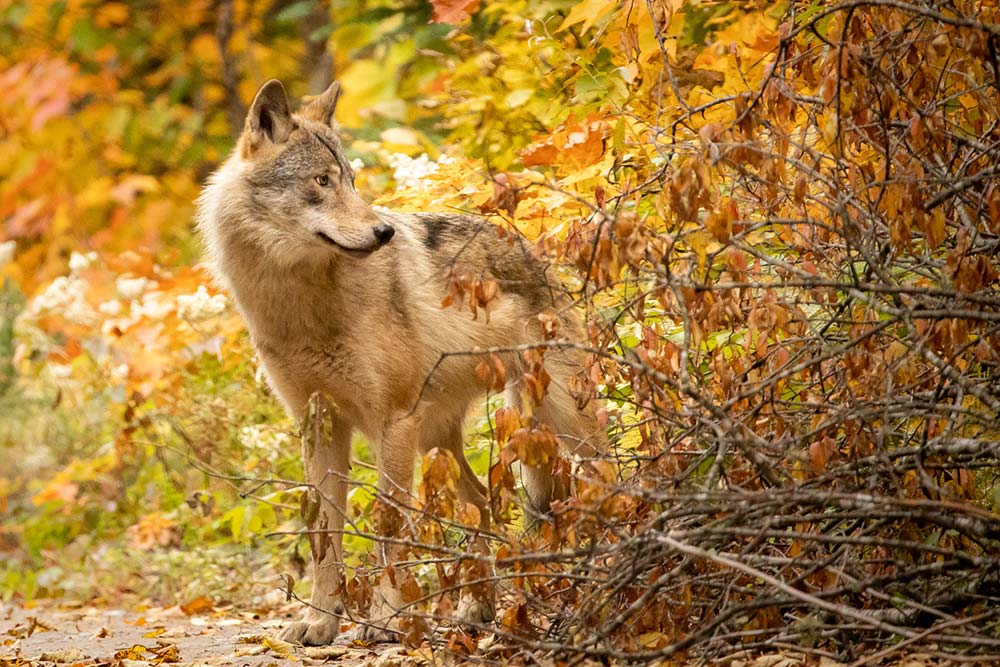 timberwolf