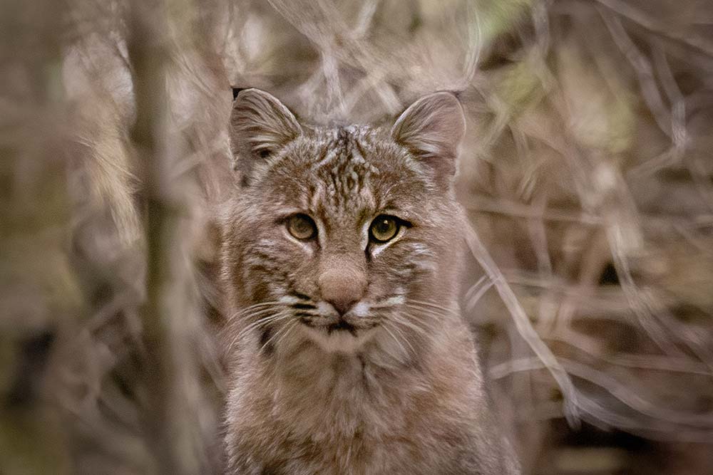 bobcat