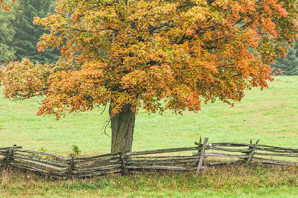 fall tree in a field