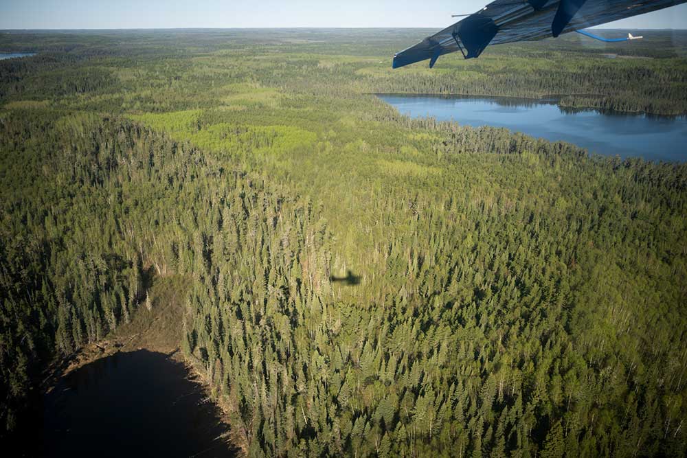 trees from a bushplane
