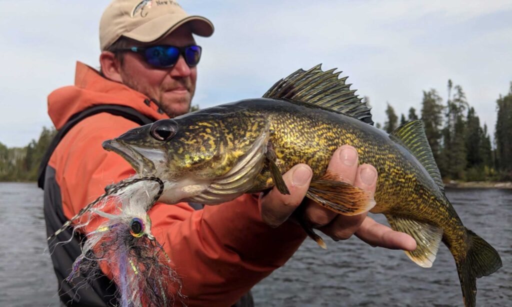 Algoma Walleye on the Fly