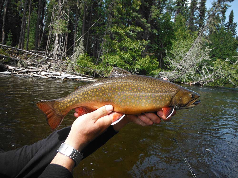 catching brook trout