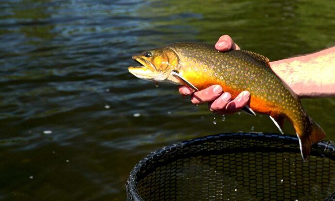 Pure Painted Perfection – Brook Trout