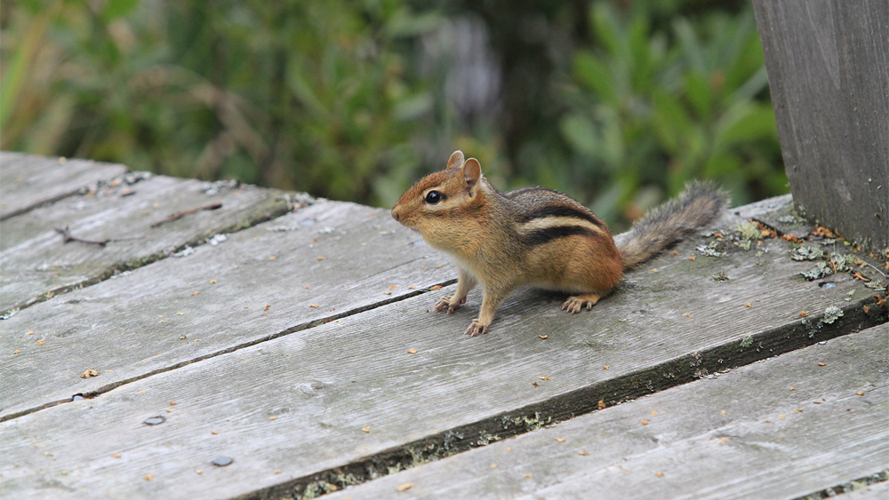 chipmunk