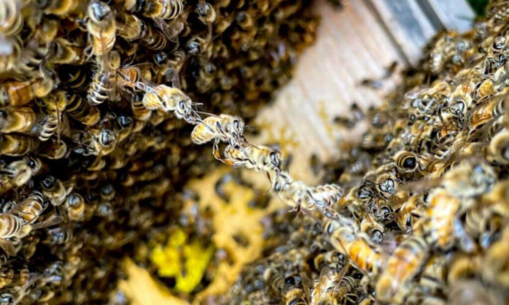 Red Roof Honey