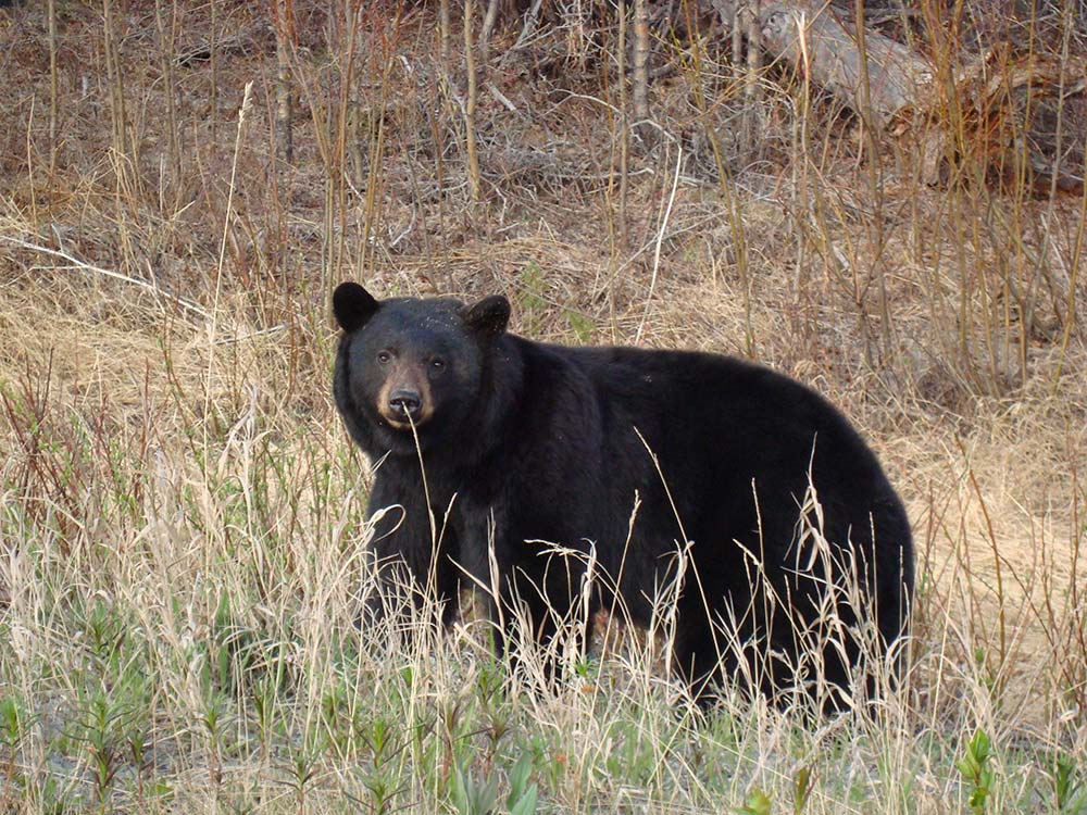 ontario black bear