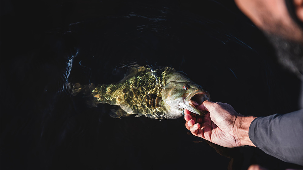 releasing smallmouth bass