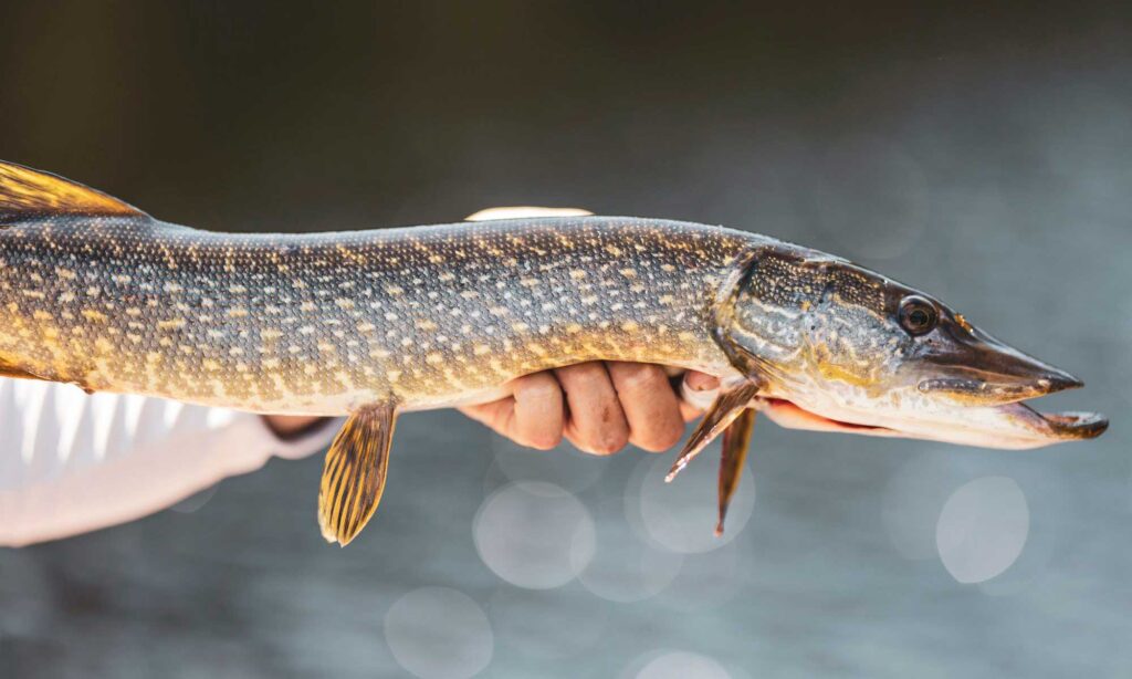 7 Essentials For Predator Fly Fishing