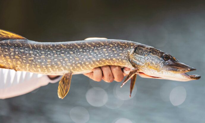 7 Essentials For Predator Fly Fishing